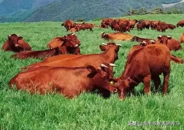 适合生产雪花牛肉的中国牛品种,夏洛莱和黑白花牛杂交是啥品种