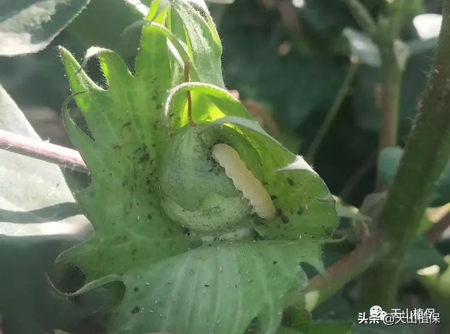 棉花病害怎么调查出来,棉花的病害分析