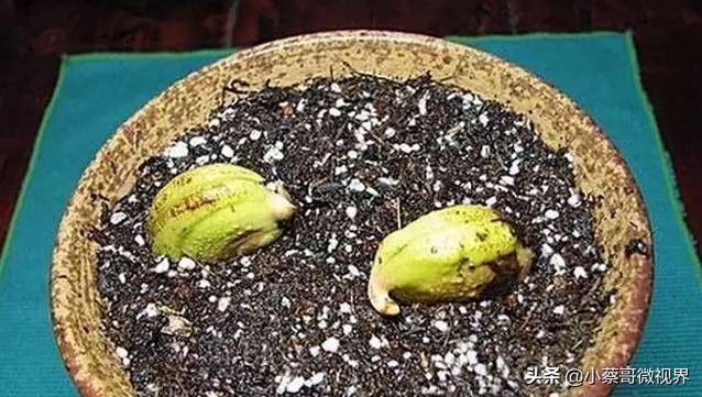 吃完的水果不要扔试试在家就能种,吃完的水果种子