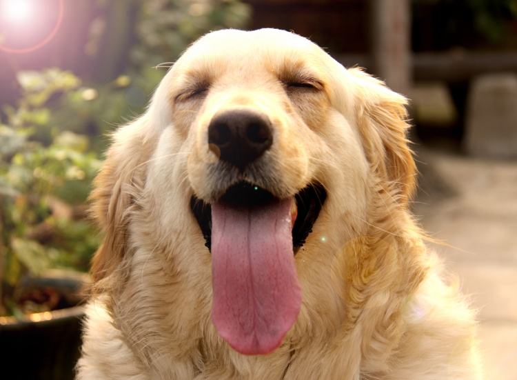 如何判断金毛真假,怎样区分金毛真假