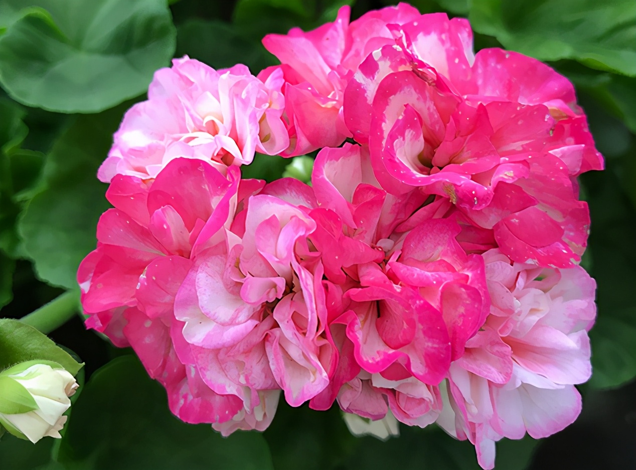 这种花别乱浇水水越多越不开花,这种花不怕冷好养易活