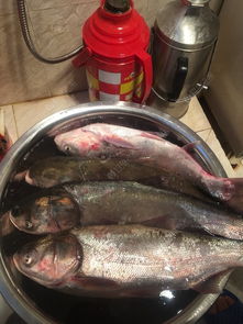 鲢鳙专用饵料排行,最火爆的鲢鳙饵料