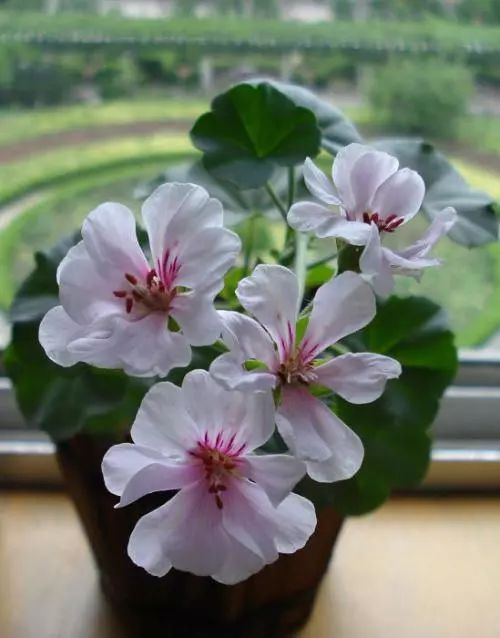 天竺葵不开花的3个原因,天竺葵不开花的原因