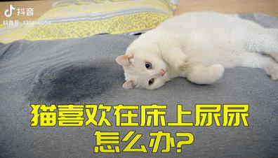 抖音特别能尿床的猫,猫咪尿床发抖音