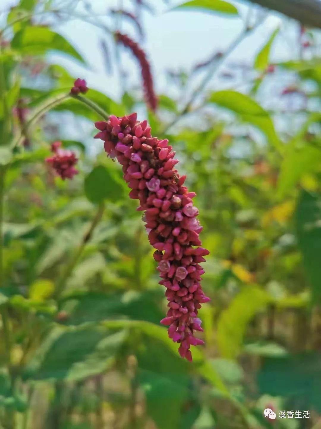 西溪南古村落惬意慢生活,徽州西溪南生活