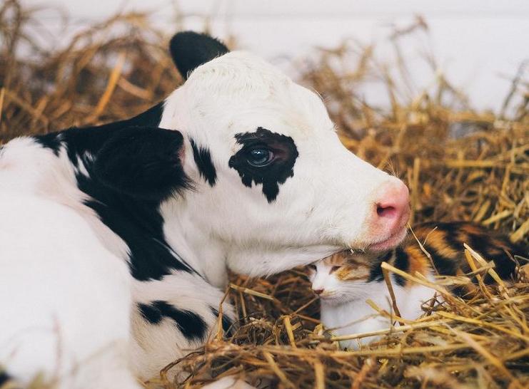 牧牛场闯进不速之客 (牧牛不速之客视频)