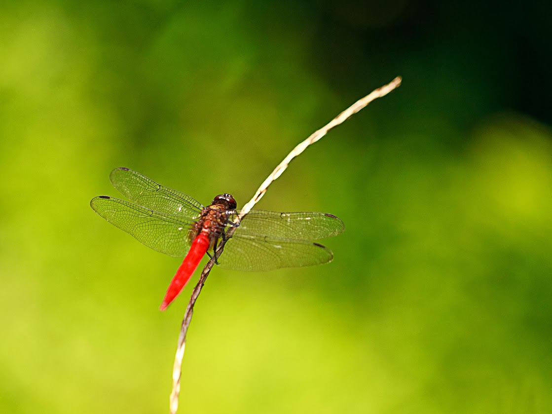 如何调整照片尺寸打印出来不失真,拍照的图片不平整怎么打印清晰