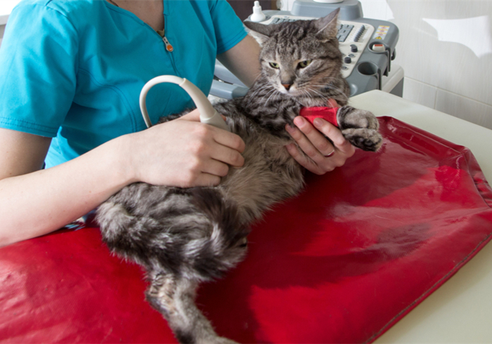 猫咪最近频繁呕吐是不是猫瘟,猫咪呕吐怎么判断是肠胃炎