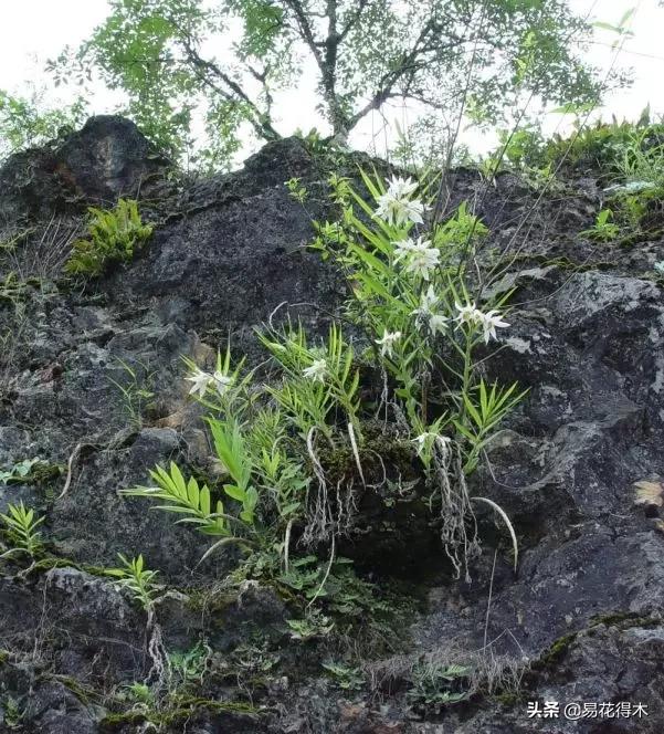笋兰是名贵兰花吗,深山里又发现好多珍贵兰花品种