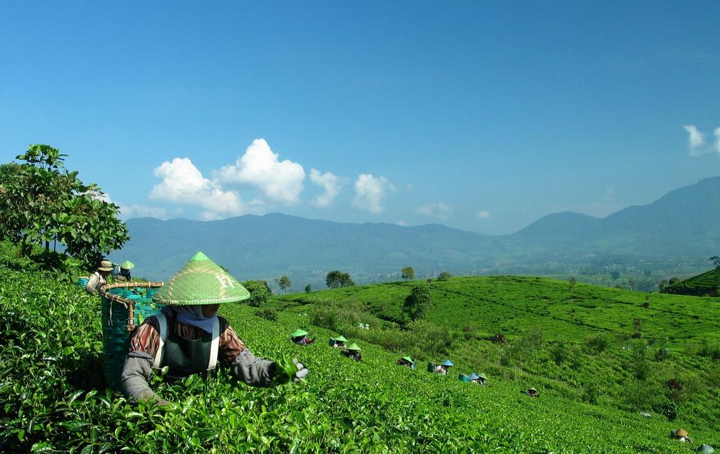 普洱茶四大产区和六大茶山,普洱茶六大产区和六大茶山地图