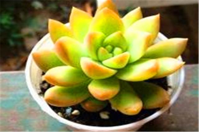 李大爷养花技术,李大叔养多肉