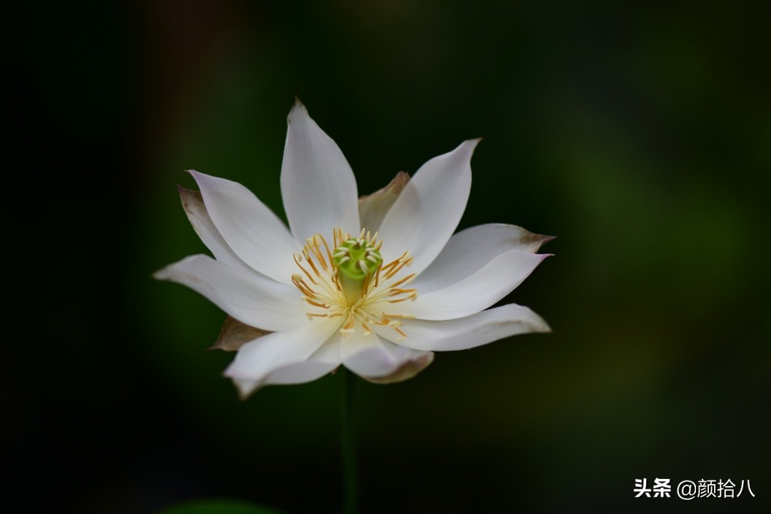 碗莲种藕生长到开花全过程,碗莲种藕到开花的过程