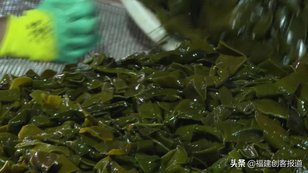 海带采收,海带收割最新视频