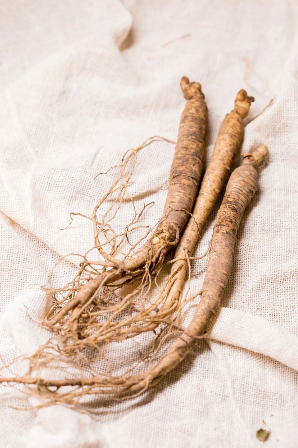 把整颗人参怼进龟苓膏里！论养生，还是深圳人厉害