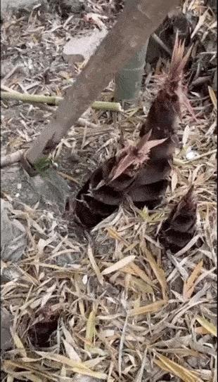 藿香笋做法,正宗柳州酸竹笋制作方法