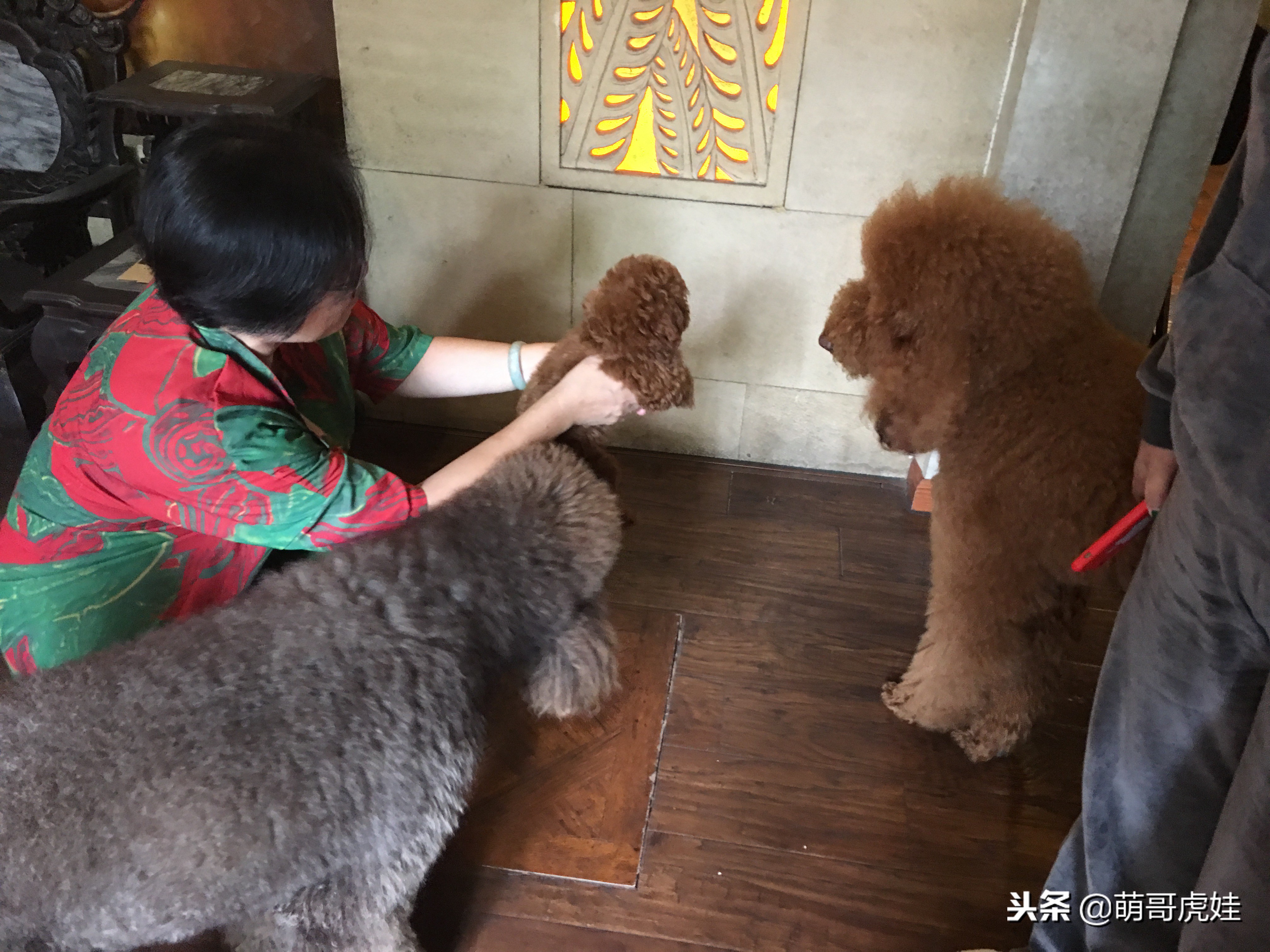 怎么把小泰迪养成巨型泰迪呢,迷你小泰迪怎么长不胖