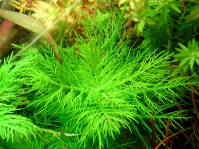 蜈蚣草水草怎么养,蜈蚣草要水草泥吗