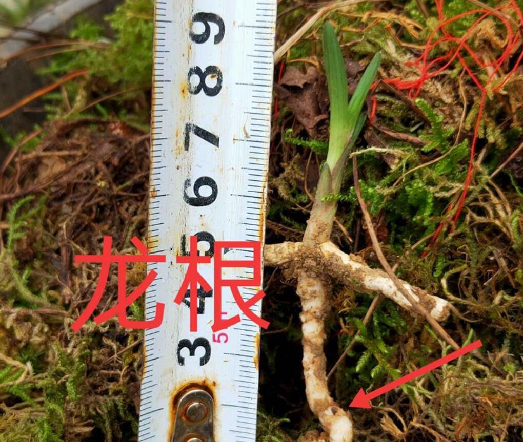 兰花龙根，另类的“赌石”，花上千去赌草，你愿意吗？