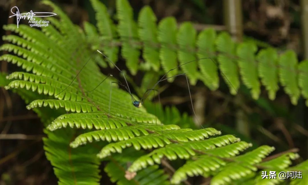 我的昆虫记封面,我的昆虫记作文300字