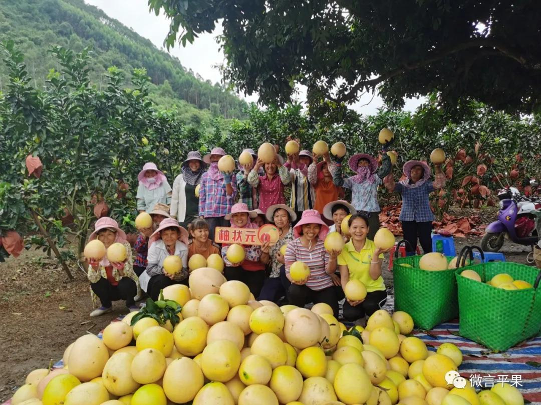 广西平果市南国铝都,苹果图画