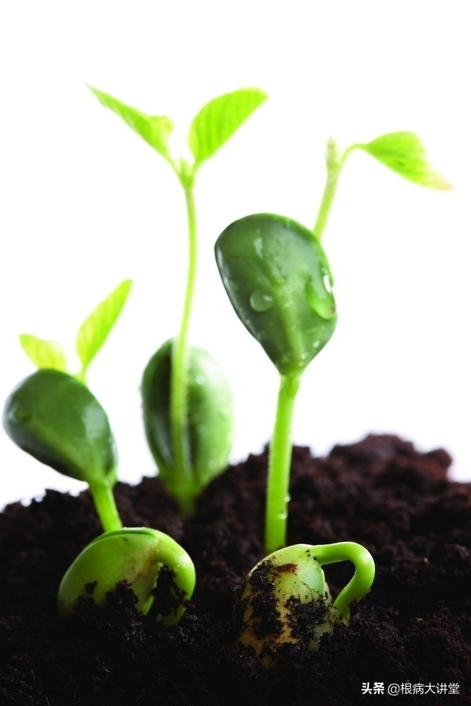 诺基尔：立枯病综合防治技术及治疗药剂大全，选对药很关键？