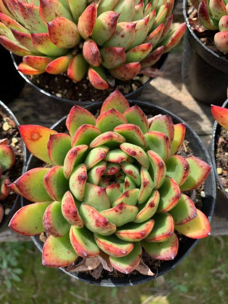 1000种多肉植物图鉴大全大图,景天科1000种多肉植物图鉴