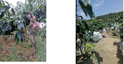 怎样才能更好地预防芒果角斑病,芒果角斑病的症状和治疗方法