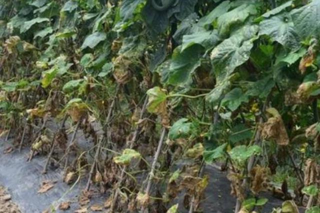 黄瓜病害中主要危害幼瓜的是什么,吡唑醚菌酯能提前预防黄瓜病害么