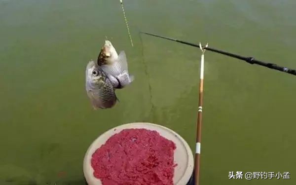 饵鱼太多不咬饵怎么解决,鱼吸饵不入嘴怎么办