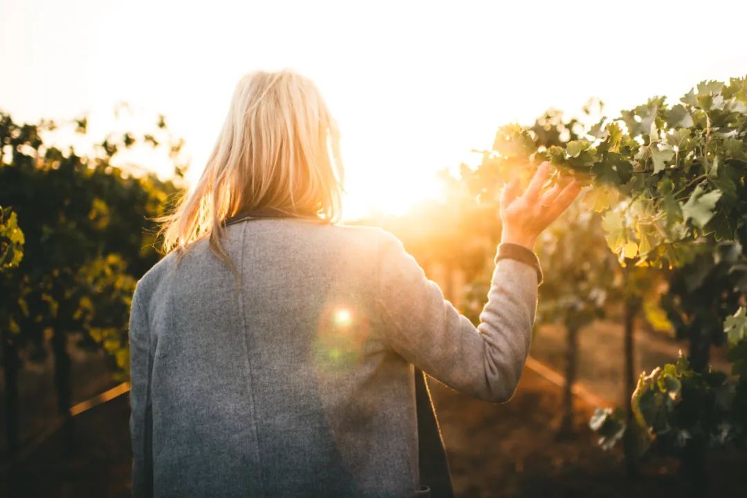 澳大利亚葡萄酒性价比探析,澳大利亚葡萄酒品牌有哪些