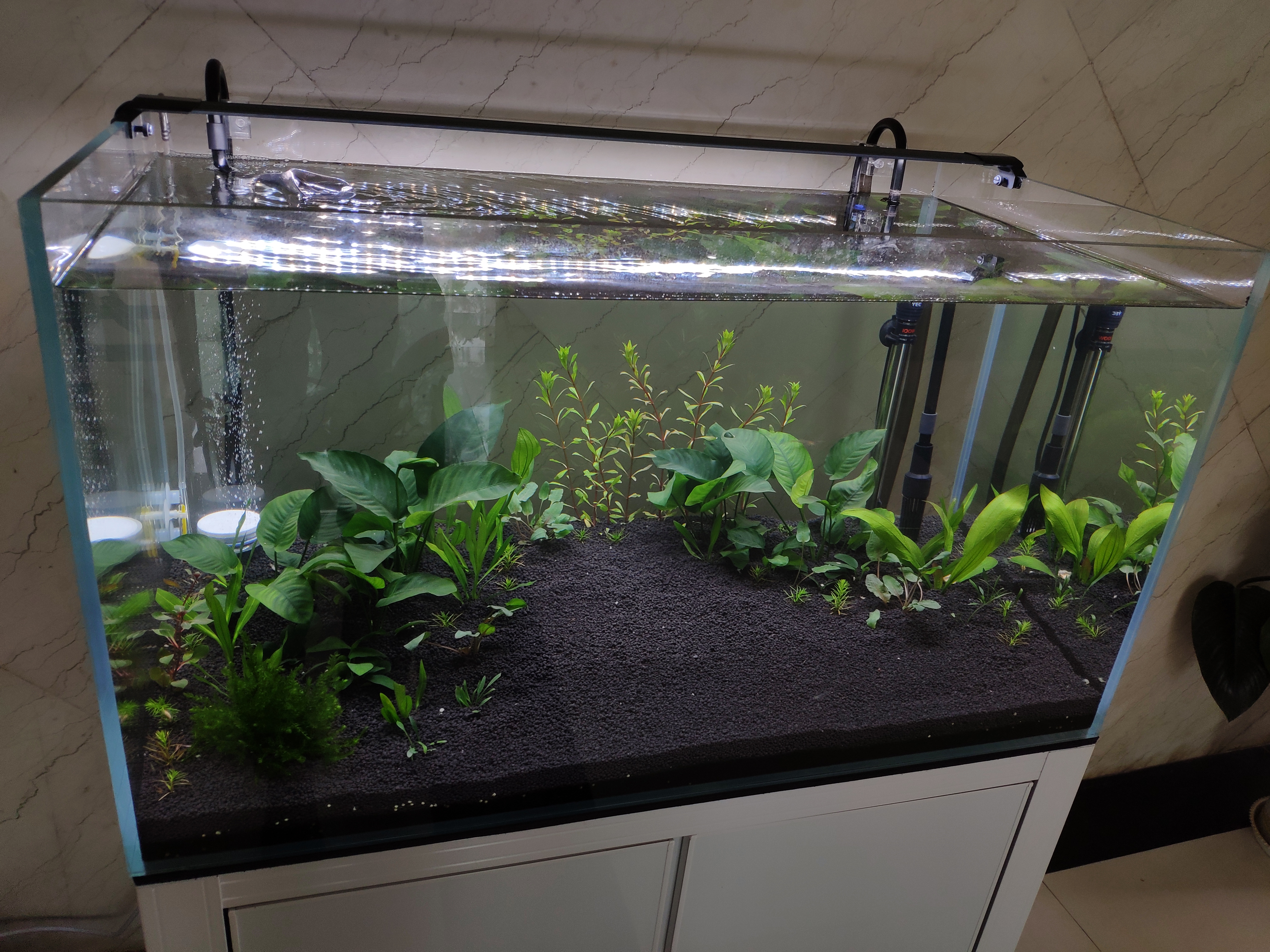 养水硝化系统多久能自己建立,不养鱼之前如何建立硝化系统