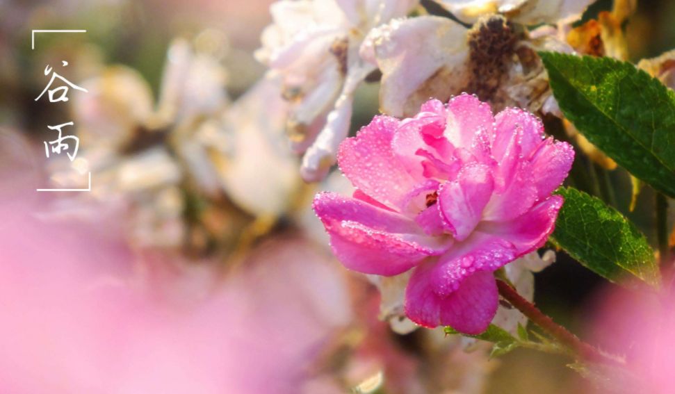 有关谷雨的诗词名句,谷雨诗词汇总