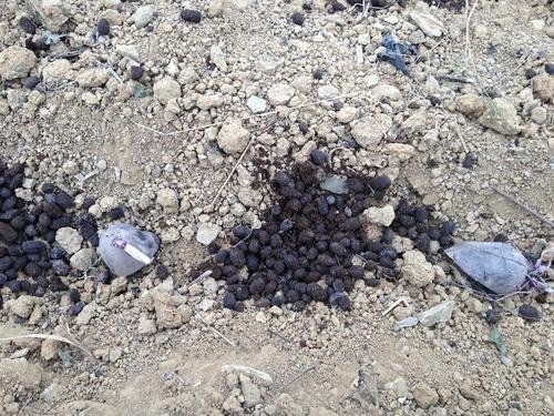 黑土豆和普通土豆有什么区别,土豆高产的经验