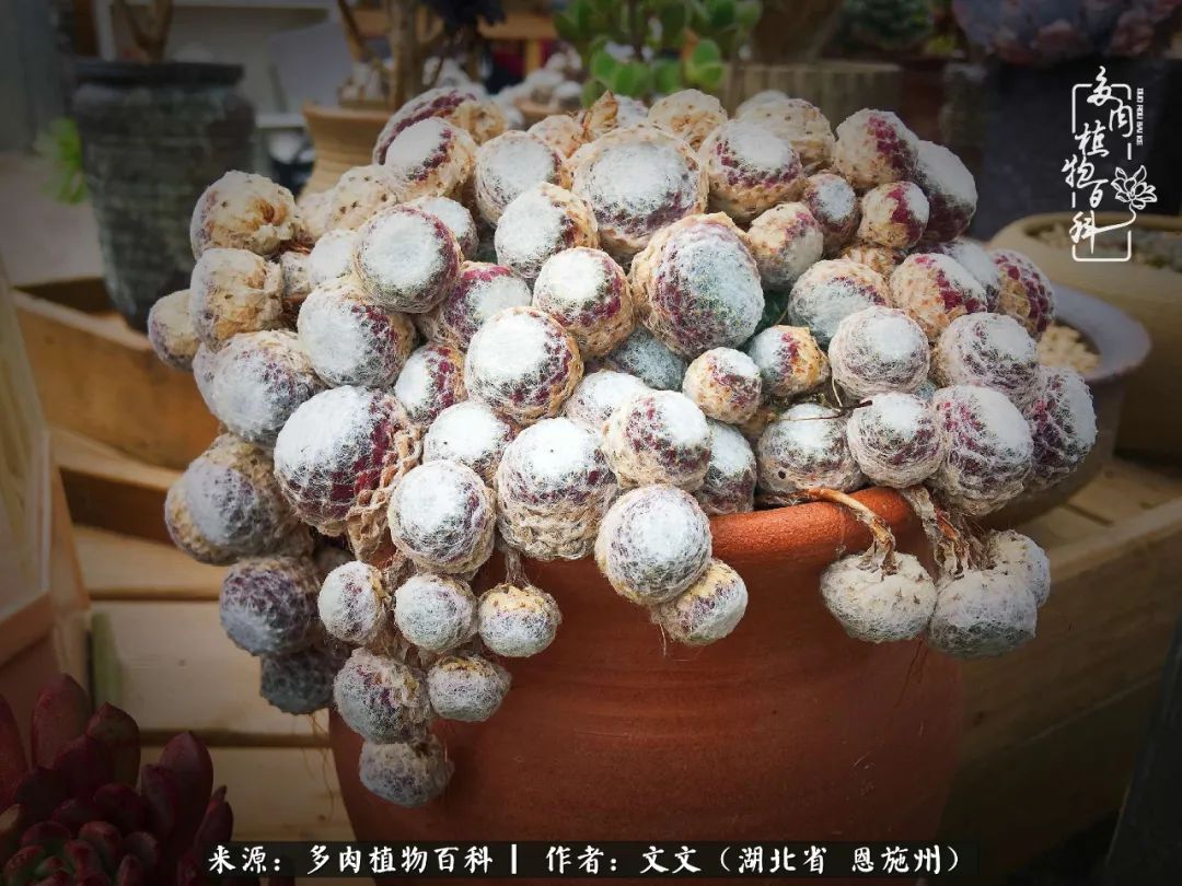 夏季多肉花园图片,初夏多肉花园