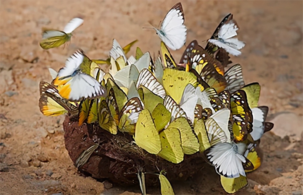 兔兔那么可爱为什么要吃它,兔兔这么可爱为什么要吃它