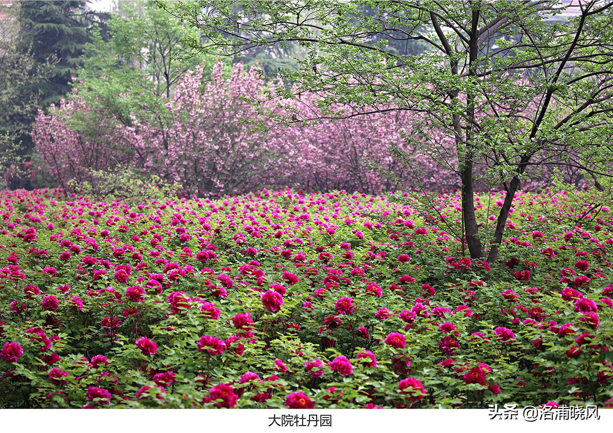 大院绿化的回忆——顺便看看院里的芍药定个究竟有多少种？