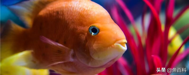 迷你鹦鹉鱼的简单繁殖缸造景,怎么才能让迷你鹦鹉鱼不繁殖