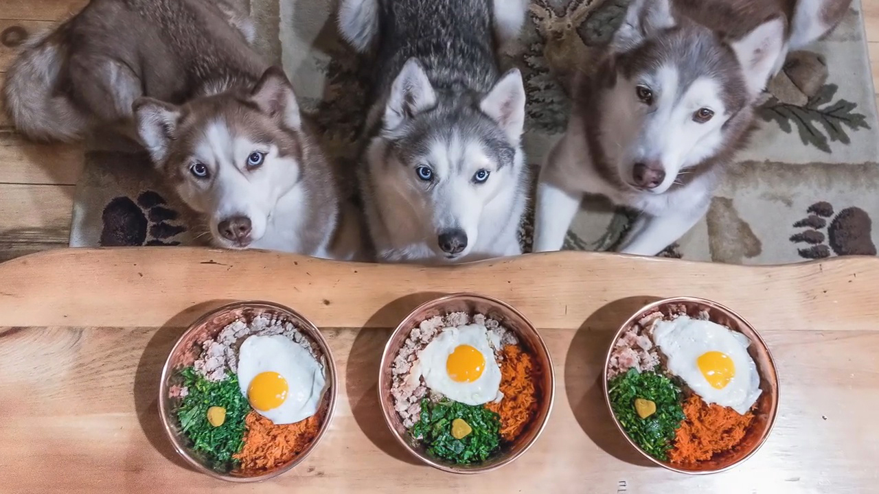 狗狗太胖肚子下垂,狗狗太瘦了怎么办3大原因分析