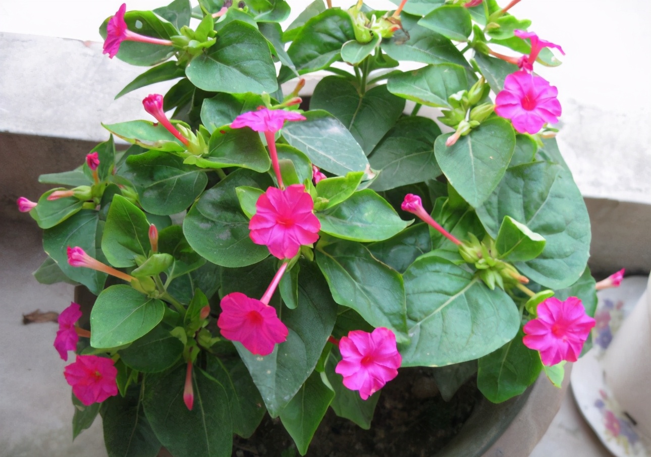 鑳介┍铓婄殑閲庣敓鍔ㄧ墿,鍙┍铓婄殑閲庣敓鍔ㄧ墿