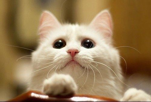 猫用营养膏能调理肠胃吗,猫用营养膏性价比