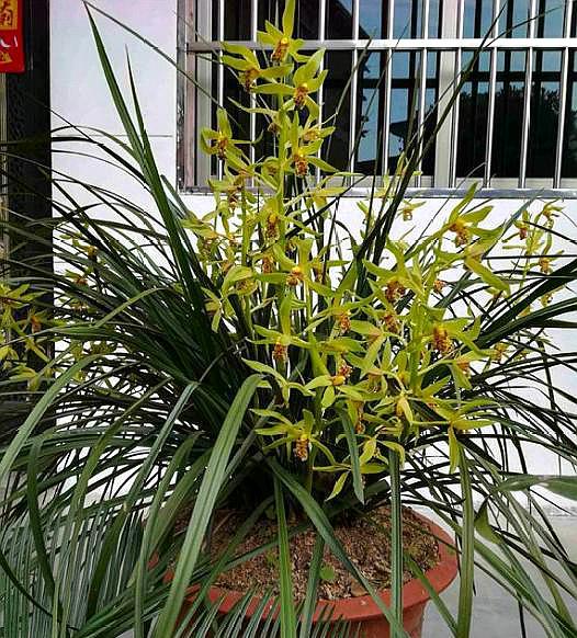 兰花长新根最快的方法,兰花新芽与老苗长得不一样