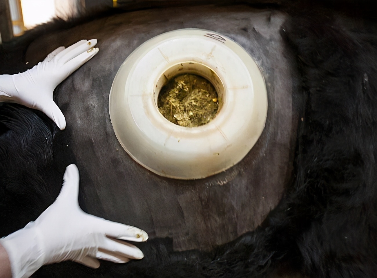 为什么牛背上会开洞,为什么会给牛身上打洞