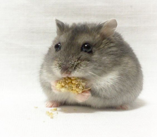 紫仓拒吃高价鼠粮，从小挑食愁坏主人，明白4点原因才能纠正