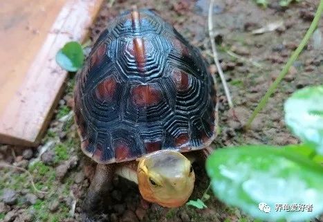 十个经验小法则让你养龟更轻松,养龟技巧视频教程全集