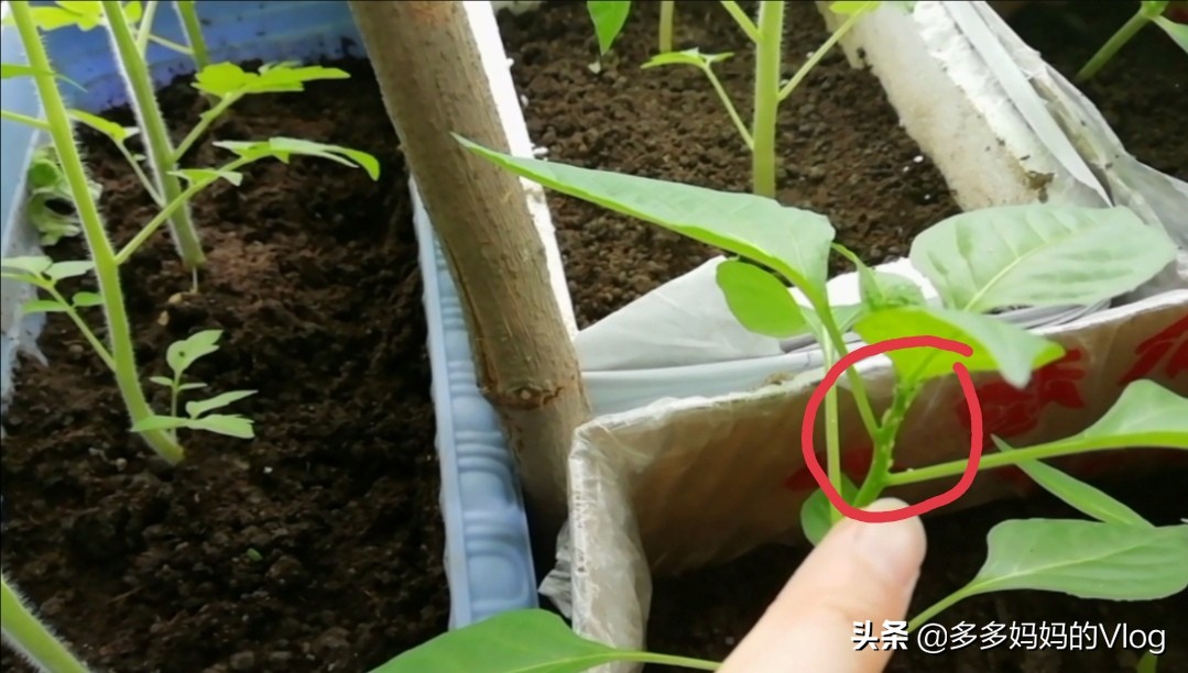 辣椒苗西红柿苗上的蚜虫用什么治,盆栽辣椒长蚜虫怎么办