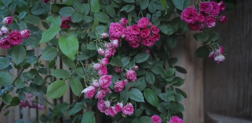 李子柒的院子都种的啥,李子柒推荐的三种花