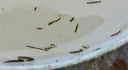 南美白对虾肠道发红怎么回事,白对虾肠道粪便弯曲怎么处理