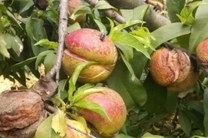 油桃幼果期裂果怎么回事,冬桃裂果最佳防治方法