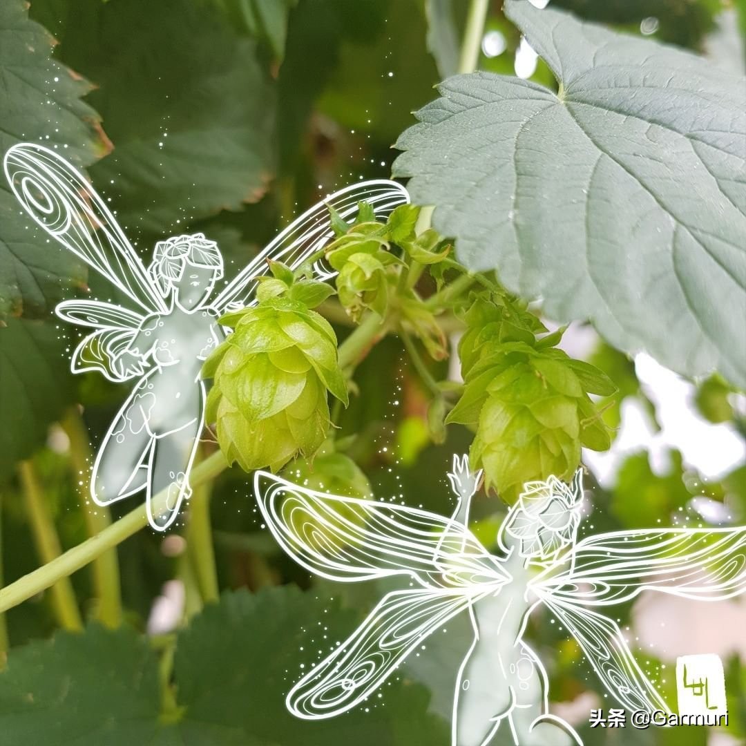 艺术|LulAlilalou看到的神奇世界