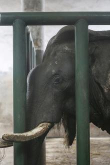 长沙动物园大象踩死人事件：官方称疑似56岁雄象发情导致悲剧；动保人士呼吁取消动物表演